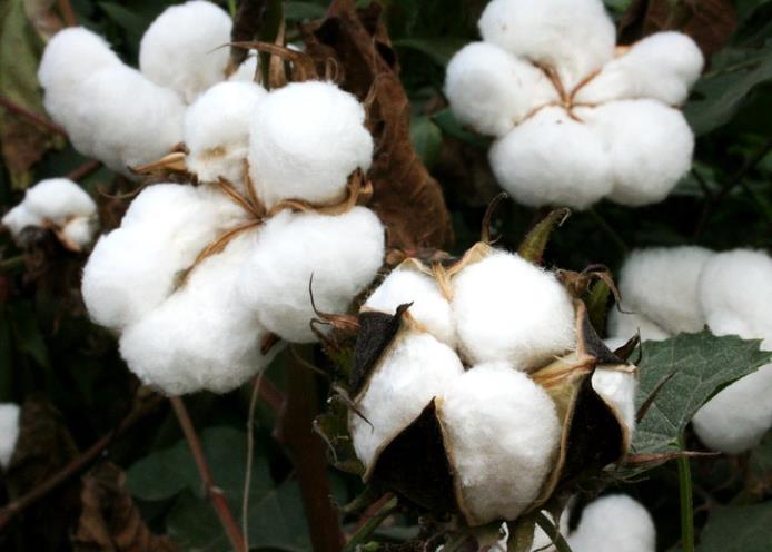 棉 Bt棉花 转基因 转基因棉花 Gm作物 植物 印度 农业 高产 昆虫耐 基因改变棉花