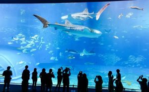 水族馆 鱼 水下 海 水 玻璃 玻璃 鱼缸 海洋 野生动物 热带 坦克 轮廓 人们
