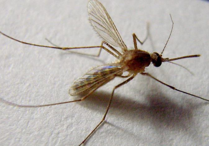 蚊子有神经元故障保险，以确保它们总能闻到人类的气味